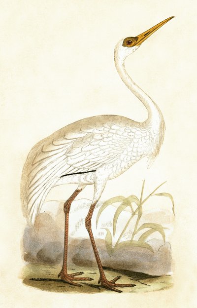 Siberian Crane, illustration from 